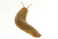 Veronicella sloanei semiadult